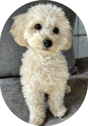 The Poodle