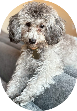 The Poodle