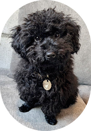 The Poodle