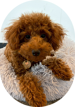 The Poodle