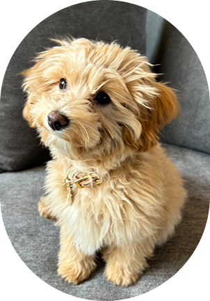 The Poodle